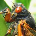 Millions Of Cicadas To Emerge On The East Coast From 17 Year Slumber