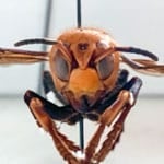 Watch: Asia’s ‘murder hornet’ lands in US for first time. Stunning video.