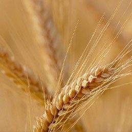 Ask the Rabbi: Sefiras Ha-Omer: Counting the “Omer”: Part III