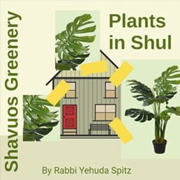Adorning the Shul with Greenery on Shavuos: Part I