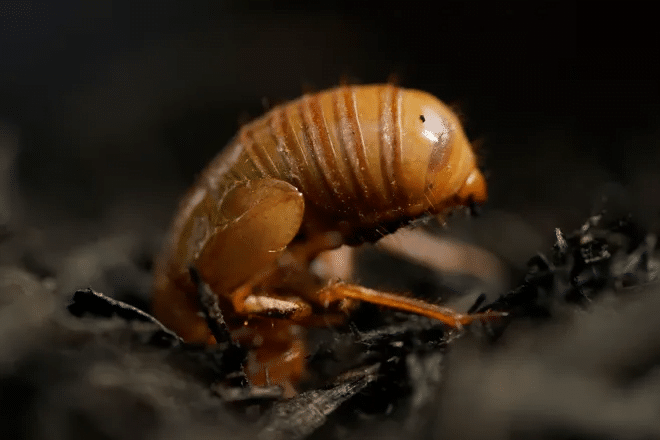 The cicadas have arrived in some states: Can they bite or sting? Are they dangerous to pets? What you need to know. 6