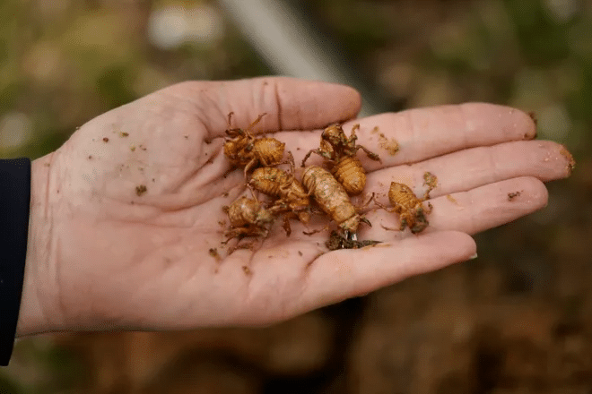 The cicadas have arrived in some states: Can they bite or sting? Are they dangerous to pets? What you need to know. 7