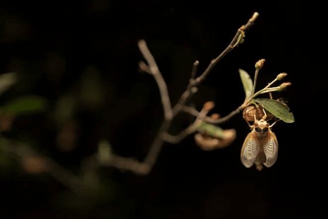 The cicadas have arrived in some states: Can they bite or sting? Are they dangerous to pets? What you need to know. 8
