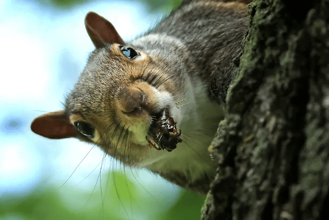 The cicadas have arrived in some states: Can they bite or sting? Are they dangerous to pets? What you need to know. 5