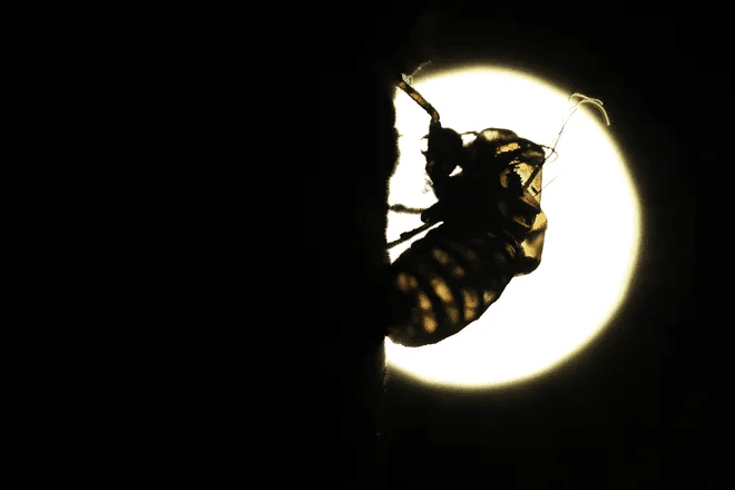 The cicadas have arrived in some states: Can they bite or sting? Are they dangerous to pets? What you need to know. 4