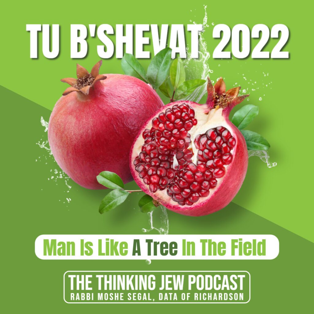 The Thinking Jew Podcast: Ep. 59 Man Is Like A Tree In The Field - Tu B'Shevat 2022. By Rabbi Moshe Segal