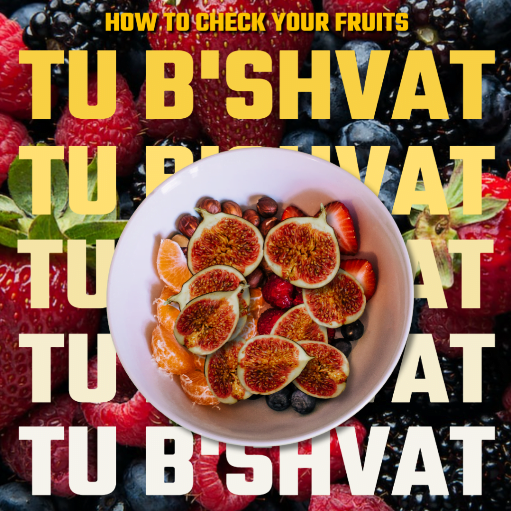 Checking Fruits For Tu B'Shvat 2024