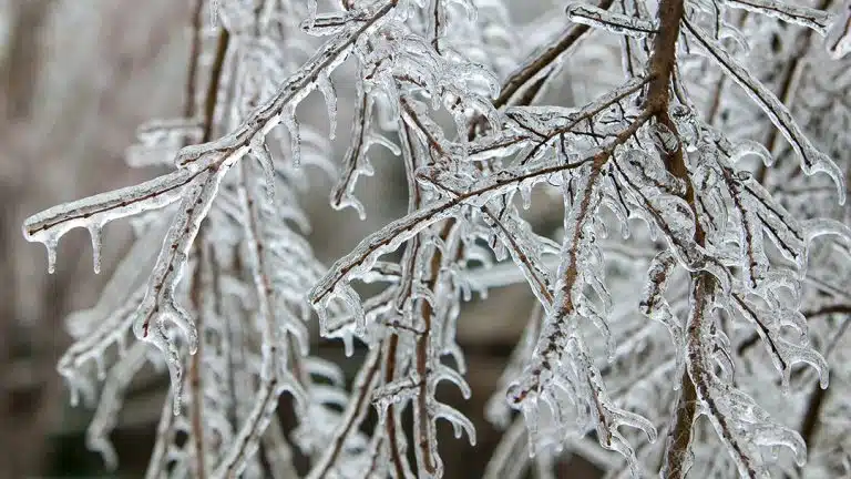 Ice