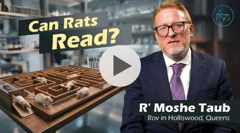 Rats read